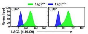 Anti-LAG3 Antibody, clone 4-10-C9 clone 4-10-C9, from mouse