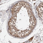 Anti-TRIM5 antibody produced in rabbit Prestige Antibodies® Powered by Atlas Antibodies, affinity isolated antibody, buffered aqueous glycerol solution, Ab1