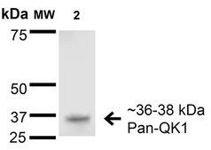 Monoclonal Anti-Task1 Potassium Channel - Atto 390 antibody produced in mouse clone S374-48, purified immunoglobulin