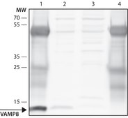 Anti-VAMP-8 (N-terminal) antibody produced in rabbit ~1.5 mg/mL, affinity isolated antibody, buffered aqueous solution