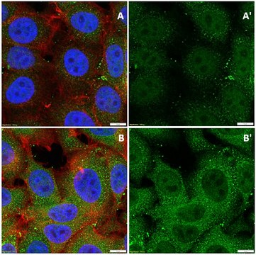 Anti-Caspase 3 Antibody, active (cleaved) form Chemicon&#174;, from rabbit