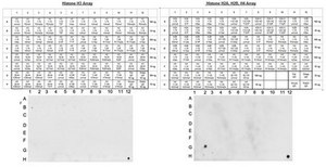 Anti-trimethyl-Histone H4 (Lys20) Antibody, Trial Size, rabbit monoclonal culture supernatant, Upstate®