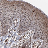 Anti-TRAF3IP2 antibody produced in rabbit Prestige Antibodies® Powered by Atlas Antibodies, affinity isolated antibody, buffered aqueous glycerol solution