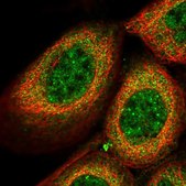 Anti-THOC7 antibody produced in rabbit Prestige Antibodies® Powered by Atlas Antibodies, affinity isolated antibody, buffered aqueous glycerol solution