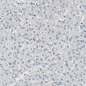 Anti-PAXIP1 antibody produced in rabbit Prestige Antibodies® Powered by Atlas Antibodies, affinity isolated antibody, buffered aqueous glycerol solution