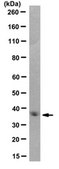 Anti-Pan-QKI Antibody, clone N147/6 clone N147/6, from mouse
