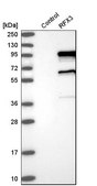 Anti-RFX3 antibody produced in rabbit Prestige Antibodies® Powered by Atlas Antibodies, affinity isolated antibody, buffered aqueous glycerol solution