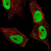 Anti-FOSL1 antibody produced in rabbit Prestige Antibodies® Powered by Atlas Antibodies, affinity isolated antibody