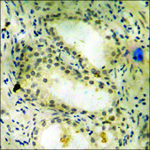 Anti-phospho-GATA4 (pSer105) antibody produced in rabbit affinity isolated antibody