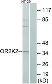 Anti-OR2K2 antibody produced in rabbit affinity isolated antibody