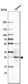 Anti-CLEC4E antibody produced in rabbit Prestige Antibodies® Powered by Atlas Antibodies, affinity isolated antibody, buffered aqueous glycerol solution