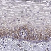 Anti-HSP90AB1 antibody produced in rabbit Prestige Antibodies® Powered by Atlas Antibodies, affinity isolated antibody