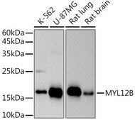 Anti-MYL12B Antibody, clone 1X3F1, Rabbit Monoclonal