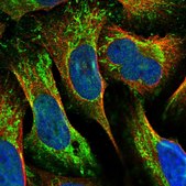 Anti-MRPL42 antibody produced in rabbit Prestige Antibodies® Powered by Atlas Antibodies, affinity isolated antibody, buffered aqueous glycerol solution
