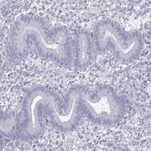 Anti-FBXO24 antibody produced in rabbit Prestige Antibodies® Powered by Atlas Antibodies, affinity isolated antibody, buffered aqueous glycerol solution