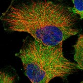 Anti-GPR142 antibody produced in rabbit Prestige Antibodies® Powered by Atlas Antibodies, affinity isolated antibody, buffered aqueous glycerol solution