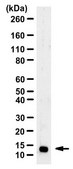 Anti-FABP2 Antibody, clone 9A9B7B3 ascites fluid, clone 9A9B7B3, from mouse