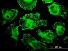 Monoclonal Anti-MRPL12 antibody produced in mouse clone 3B12-1A3, purified immunoglobulin, buffered aqueous solution