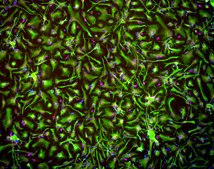 Human Spinal Astrocytes Human iPSC line, Fully differentiated, Healthy Male Control (no known neurological disorders), Cryopreserved