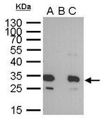 Monoclonal Anti-GFP antibody produced in mouse clone GT859, affinity isolated antibody