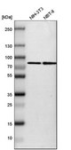 Anti-SETD3 antibody produced in rabbit Ab1, Prestige Antibodies® Powered by Atlas Antibodies, affinity isolated antibody, buffered aqueous glycerol solution