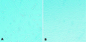MaxGel™ECM mixture, liquid