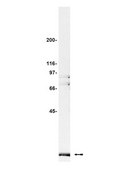 Anti-Pin1 Antibody Upstate®, from rabbit