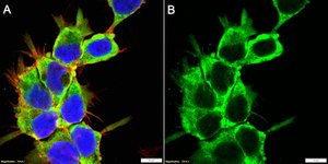 Anti-PABP-1 Antibody, clone 1D5 ZooMAb® Rabbit Monoclonal recombinant, expressed in HEK 293 cells