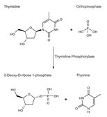 Thymidine Phosphorylase, recombinant from Escherichia coli recombinant, expressed in E. coli, Suitable for manufacturing of diagnostic kits and reagents, buffered aqueous solution, ≥500 units/mL