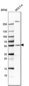 Anti-CEP57 antibody produced in rabbit Prestige Antibodies® Powered by Atlas Antibodies, affinity isolated antibody, buffered aqueous glycerol solution