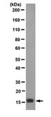 Anti-unmethylated-Histone H3 (Lys9) Antibody, clone 9B1-2G6 clone 9B1-2G6, from mouse