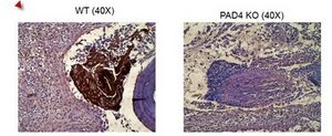 Anti-Histone H4 (citrulline 3) Antibody Upstate®, from rabbit