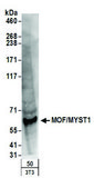 Rabbit anti-MOF/MYST1 Antibody, Affinity Purified Powered by Bethyl Laboratories, Inc.
