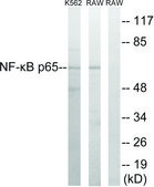 Anti-NF-κB p65 antibody produced in rabbit affinity isolated antibody