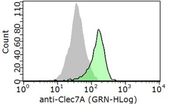 Anti-CLEC7A (Dectin-1) Antibody from rabbit, purified by affinity chromatography