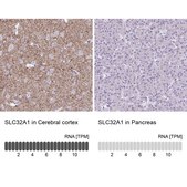 Anti-VGAT antibody produced in rabbit Prestige Antibodies® Powered by Atlas Antibodies, affinity isolated antibody, buffered aqueous glycerol solution