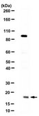 Anti-Zinc finger protein 593 from rabbit, purified by affinity chromatography