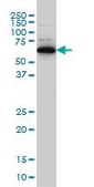 Monoclonal Anti-RAD18 antibody produced in mouse clone 3H7, purified immunoglobulin, buffered aqueous solution