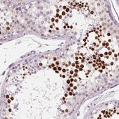 Anti-HSF5 antibody produced in rabbit Prestige Antibodies® Powered by Atlas Antibodies, affinity isolated antibody, buffered aqueous glycerol solution