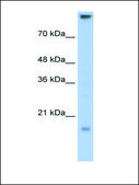 Anti-CLDN11 antibody produced in rabbit affinity isolated antibody