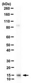 Anti-H2A (H4R3me2s) Antibody, clone 6G1/1D3 clone 6G1/1D3, from mouse