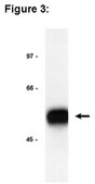 ChIPAb+ E2F-1 - ChIP Validated Antibody and Primer Set from mouse