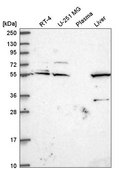 Anti-IRF2BP1 antibody produced in rabbit Prestige Antibodies® Powered by Atlas Antibodies, affinity isolated antibody