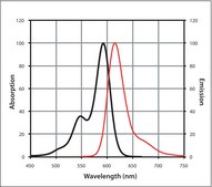 Anti-Rabbit IgG (H+L), highly cross-adsorbed, CF™ 594 antibody produced in donkey ~2 mg/mL, affinity isolated antibody