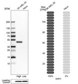 Anti-WIPI1 antibody produced in rabbit Prestige Antibodies® Powered by Atlas Antibodies, affinity isolated antibody, buffered aqueous glycerol solution