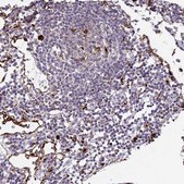 Anti-FUCA1 antibody produced in rabbit Prestige Antibodies® Powered by Atlas Antibodies, affinity isolated antibody