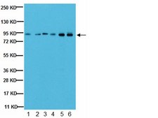 Anti-SG2NA Antibody ascites fluid, from mouse