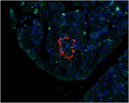 Anti-Glucagon Antibody, clone 13D11.33 clone 13D11.33, from mouse