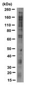 Anti-O-Linked N-Acetylglucosamine Antibody, clone RL2 clone RL2, from mouse