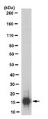 Anti-FABP2 Antibody, clone 4F6.1 clone 4F6.1, from mouse